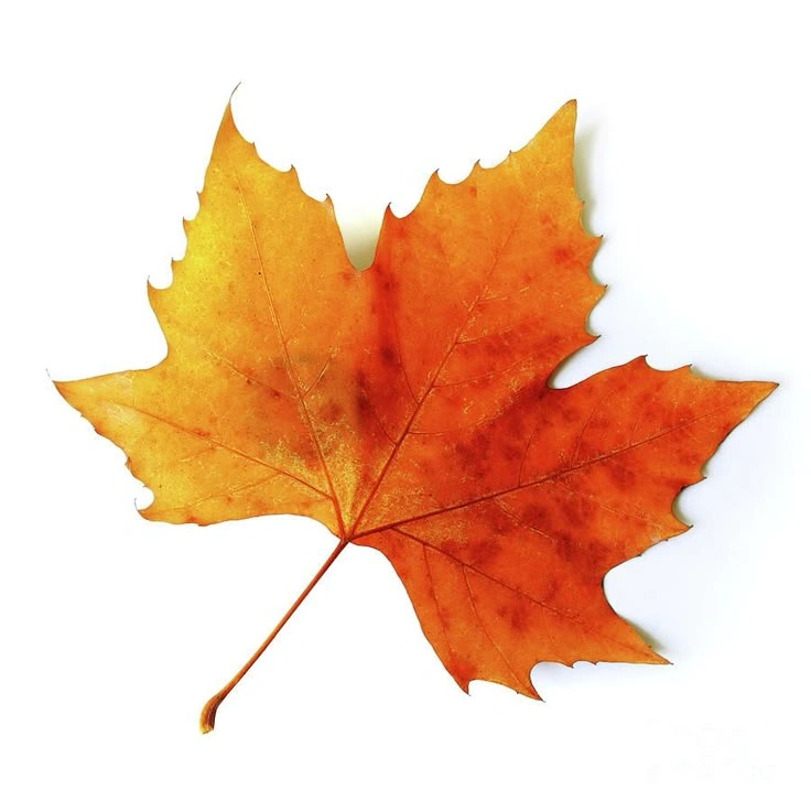 Fall Puns and Jokes