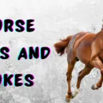 Horse Puns and Jokes